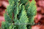 Chamaecyparis lawsoniana ELLWOOD'S EMPIRE