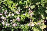 Weigela ROSEA