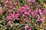 Weigela RUMBA