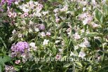 Weigela florida VARIEGATA