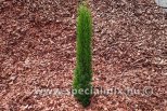Cupressus sempervirens TOTEM