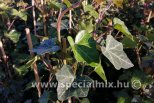 Hedera hibernica