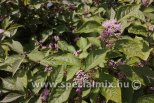 Callicarpa bodinieri IMPERIAL PEARL