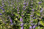 Caryopteris clandonensis BLUE FOUNTAIN