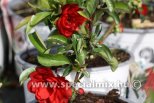 Chaenomeles speciosa SCARLET STORM®