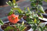 Chaenomeles speciosa MANGO STORM®