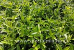 Euonymus japonicus GREEN MILLENIUM®