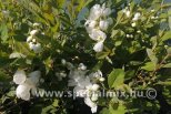 Exochorda SNOWDAY BLIZZARD®