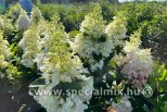 Hydrangea paniculata BABY LACE®