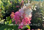 Hydrangea paniculata CANDLELIGHT®
