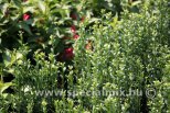 Ilex crenata FASTIGIATA