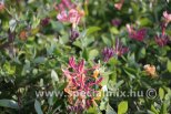 Lonicera x heckrottii GOLDFLAME