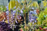 Wisteria sinensis PROLIFIC