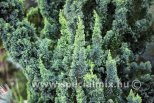 Chamaecyparis lawsoniana WISSEL'S SAGUARO