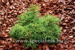 Chamaecyparis pisifera FILIFERA NANA