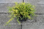 Chamaecyparis pisifera SUNGOLD