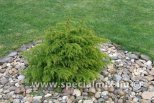 Cryptomeria japonica ELEGANS VIRIDIS