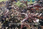 Sambucus nigra BLACK TOWER