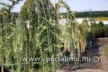 Larix kaempferi STIFF WEEPER
