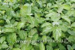 Cornus sanguinea