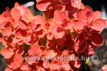 Berberis thunbergii ORANGE ICE®
