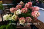 Hydrangea paniculata PETITE STAR ®