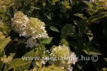 Hydrangea paniculata MAGICAL CANDLE ®