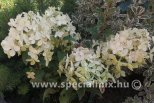 Hydrangea paniculata PETITE STAR ®