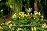 Hypericum x inodorum MAGICAL BEAUTY ®