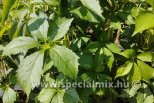 Parthenocissus quinquefolia