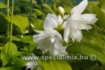 Philadelphus MINNESOTA SNOWFLAKE