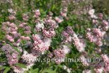 Caryopteris clandonensis STEPHI®