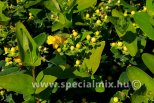 Hypericum x inodorum MAGICAL SUNSHINE ®