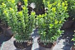 Euonymus japonicus GREEN SPIRE ®