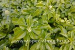 Pachysandra terminalis