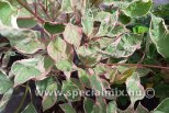 Cornus alba MIRACLE ®