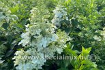 Hydrangea paniculata CONFETTI ®