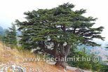 Cedrus libani