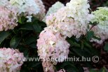 Hydrangea paniculata FRAISE MELBA ®