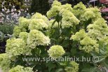 Hydrangea paniculata MOJITO ®