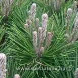 Pinus thunbergii MAIJIMA