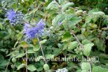 Caryopteris incana