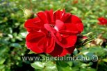 Rosa ROTE THE FAIRY