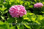 Hydrangea macrophylla BODENSEE