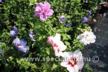 Hibiscus syriacus oltványok