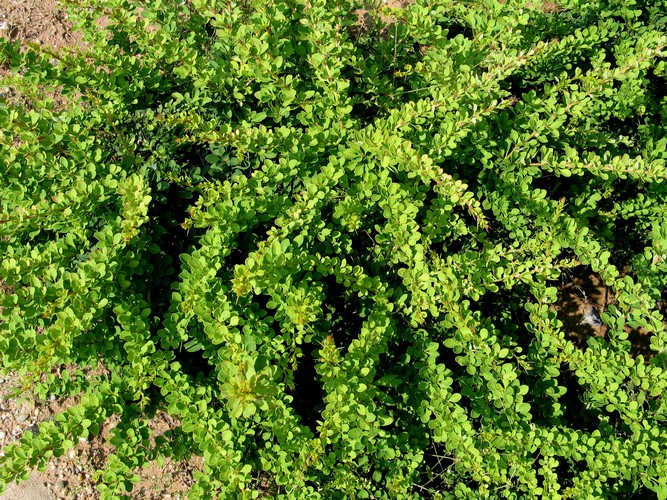 Talajmegkötő cserje - Zöld levelű terülő borbolya (Berberis thunbergii GREEN CARPET)