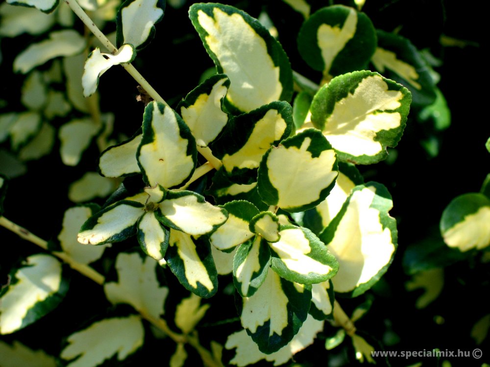 Talajtakaró cserje - Kúszó kecskerágó (Euonymus fortunei BLONDY)