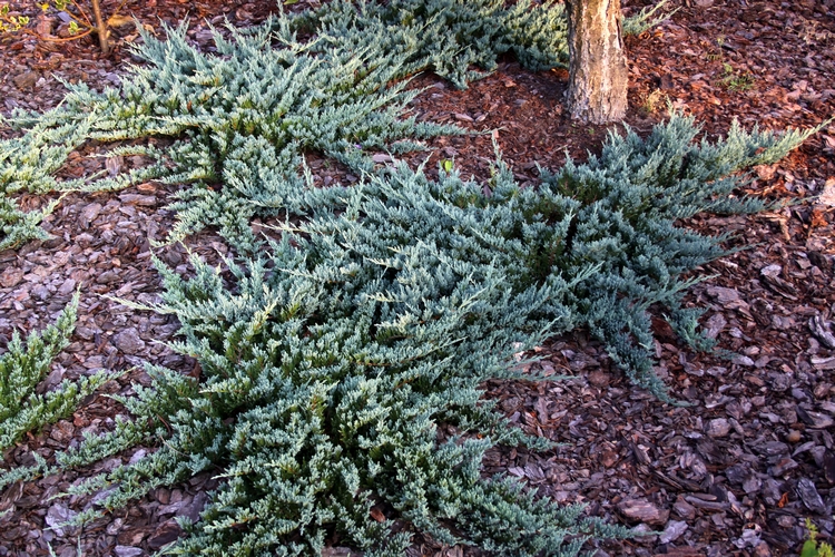 Talajmegkötő terülő boróka, Juniperus horizontalis 'Blue Chip'