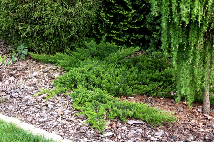 Juniperus sabina BROADMOOR 