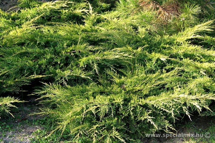 Talajmegkötő terülő boróka, Juniperus x media DIERKS GOLD